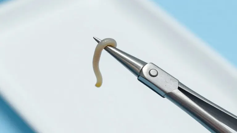 Illustration for: Doctors remove 11 live worms from farmer's eyes